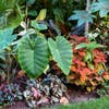 leaves