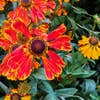Red flower