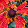 Macro flower shot