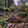 Pond scene