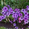 Closeup of purple flower