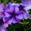 Closeup of purple flower