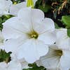 White flower macro